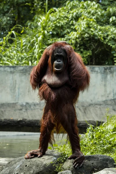 Een Schattige Orangutan Achterkant Van Dierentuin — Stockfoto