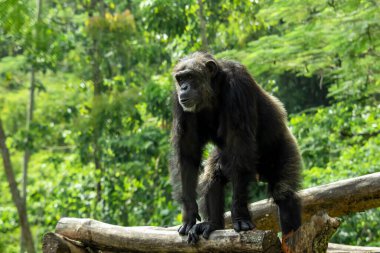 Genç orangutan doğada yerde oturuyor.