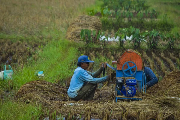 Cilacap Indonesien April 2022 Landwirt Repariert Reisdreschmaschine Einem Reisfeld — Stockfoto