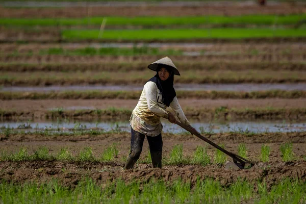 Cilacap Indonesia June 2022 Female Farmer Plowing Field Using Traditional — Stock Photo, Image