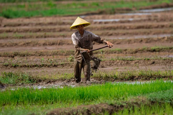 Cilacap Indonesia June 2022 Male Farmer Plowing Field Hoe — Stock Photo, Image