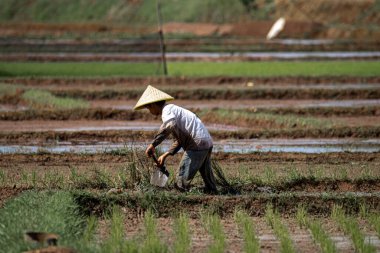 Cilacap, Endonezya, Haziran 2022 - Erkek bir çiftçi çapayla tarla sürüyor