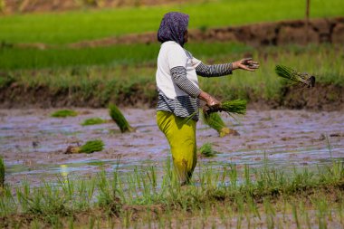 Cilacap, Endonezya, Haziran 2022 - Çeltik tarlasına pirinç eken çiftçi