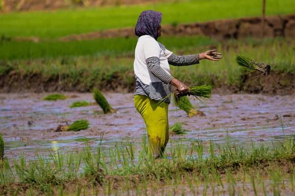 Cilacap Indonesia Junio 2022 Agricultor Plantando Arroz Arrozal — Foto de Stock