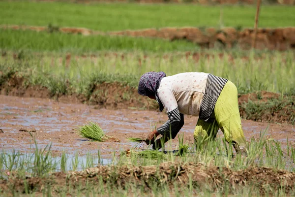 Cilacap Indonesia June 2022 Farmer Planting Rice Paddy Field — Stockfoto