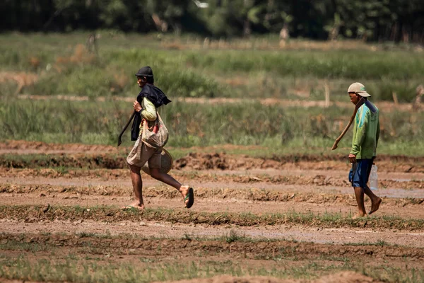 Cilacap Indonesia June 2022 Two Farmers Walking Middle Rice Field — Stock Photo, Image