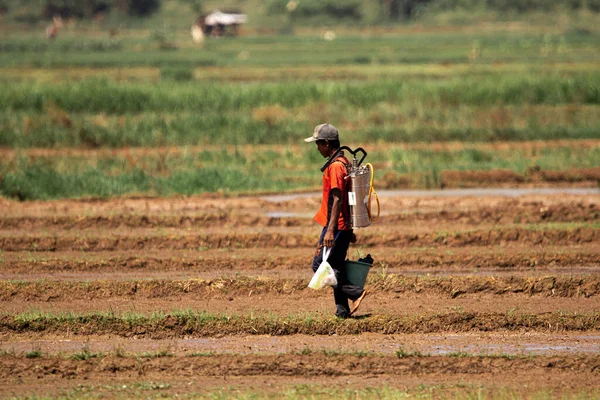 Cilacap Indonesia June 2022 Farmers Fields Pest Sprayers — Stock Photo, Image