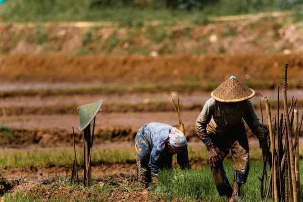 Cilacap Indonesia June 2022 Two Farmers Planting Rice Fields — Stock Photo, Image
