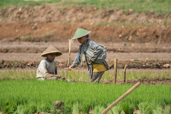 Cilacap Indonesia June 2022 Two Farmers Sitting Edge Rice Field — Stock Photo, Image
