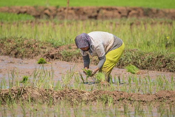 Cilacap Indonesia June 2022 Farmers Plant Rice Rice Field Village — Stock Photo, Image