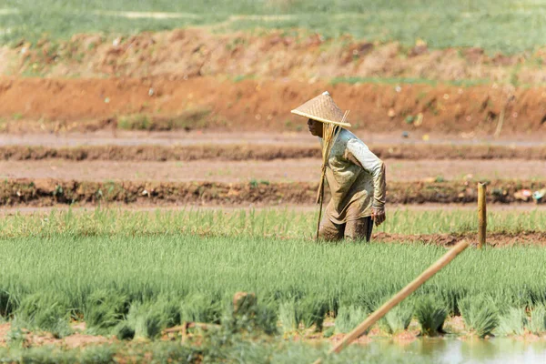 Cilacap Indonesia June 2022 Farmer Wearing Hat Middle Rice Field — Stock Photo, Image