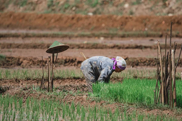 Cilacap Indonesia June 2022 Farmer Planting Rice Paddy Field — Stock Photo, Image