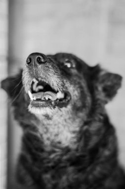 Sevimli bir köpeğin portresi..