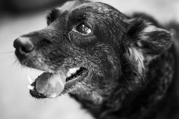 Sevimli bir köpeğin portresi..