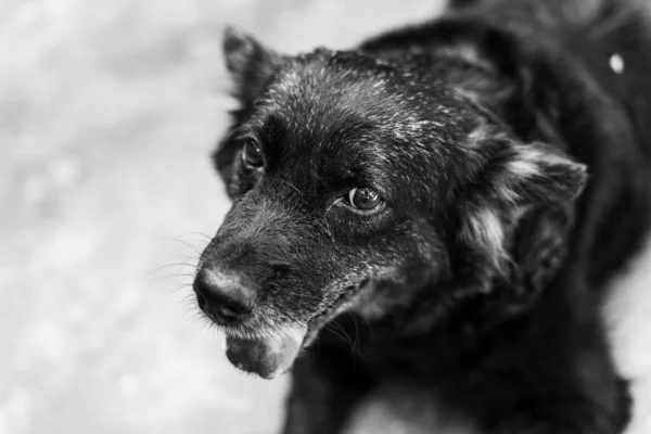 Sevimli Bir Köpeğin Portresi — Stok fotoğraf