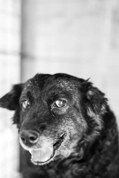 Портрет Очаровательной Собаки — стоковое фото