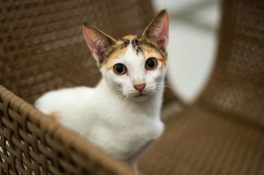 Meraklı kedi kameraya bakıyor..