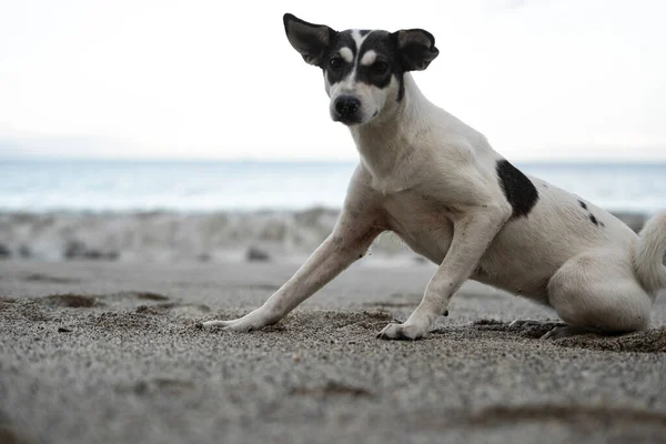 Köpek Sahilde Yazın Tadını Çıkarıyor — Stok fotoğraf