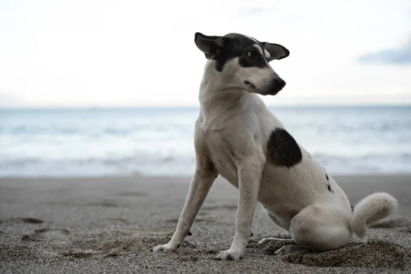 Köpek Sahilde Yazın Tadını Çıkarıyor — Stok fotoğraf