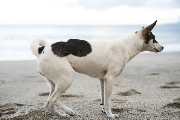 Dog Enjoying Summer Beach — Stock Photo, Image