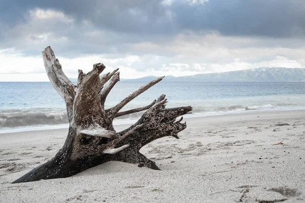 Tree Trunk Driftwood Seashore — Stock Photo, Image