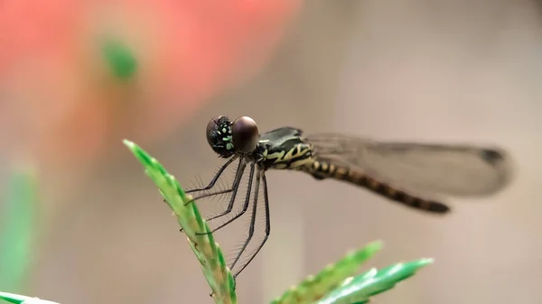 Dragonfly Perched Flower — Zdjęcie stockowe