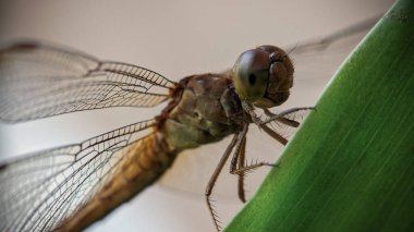 Kocaman gözleri olan ürkütücü dev yusufçuk.