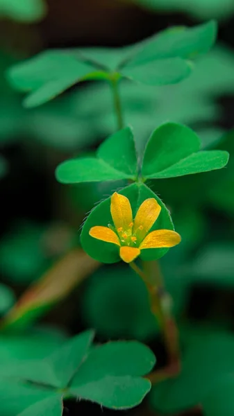 Yeşil yaprakların arasında sarı çiçekler
