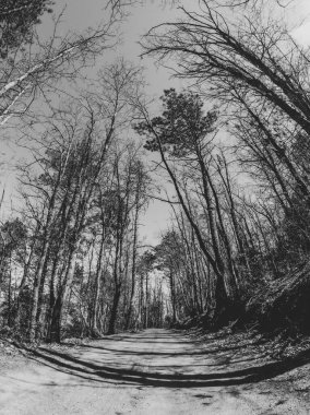 siyah ve beyaz korku ormanı, korkunç manzara, atmosfer