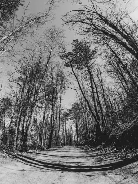 siyah ve beyaz korku ormanı, korkunç manzara, atmosfer