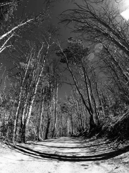 siyah ve beyaz korku ormanı