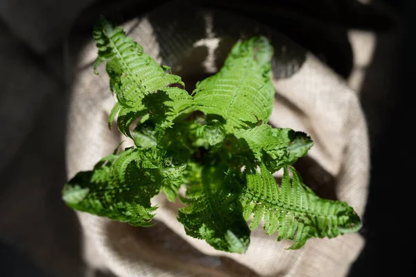 Fougère Verte Toile Jute Fleur Intérieure — Photo