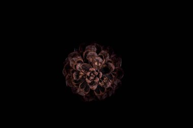 Siyah arkaplanda sedir konisi.