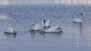 Swans swimming and feeding in the dawn light