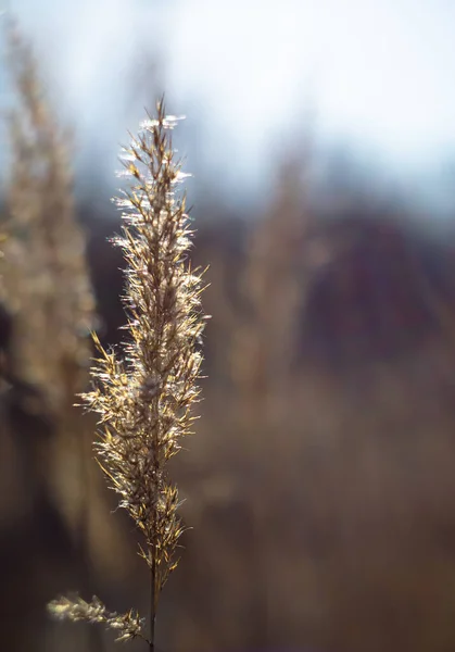 Vacker Utsikt Över Naturen Spikelets Gräs Vinterfält Spikelets Fältgräs — Stockfoto