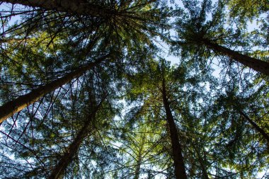 bottom view of the tops of tall pines in the forest