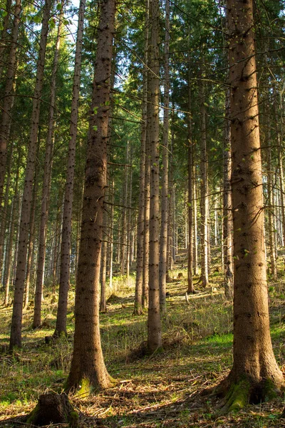 Stock image Pine trees in the Austrian forest in the rays of light