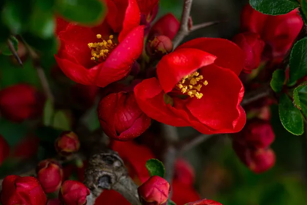 Japonské Quince Květiny Jaře — Stock fotografie