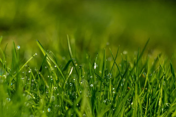 Rosée Matin Sur Herbe Verte Soleil Matin — Photo