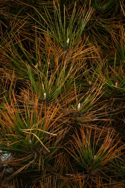 Agujas Pino Amarillentas Sobre Fondo Verde —  Fotos de Stock