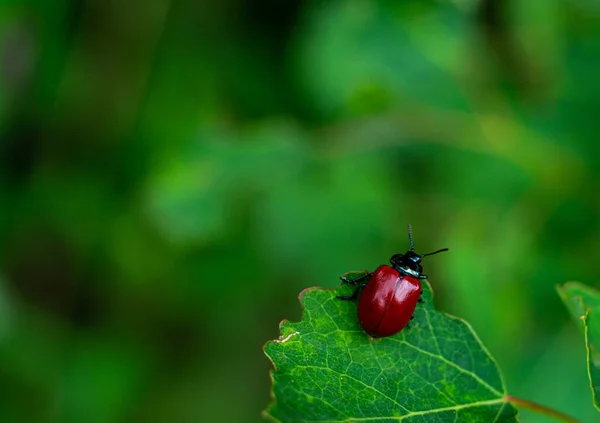 Small Red Beetle Green Leaf — Stock Photo, Image