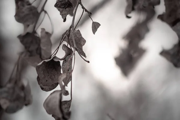 Branches Peuplier Sur Fond Soleil Hiver — Photo