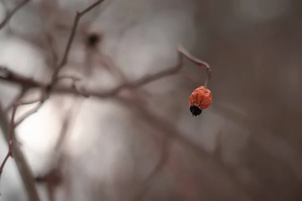 Kış Güneşinde Gül Kalçalar — Stok fotoğraf