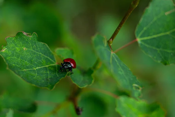 Piccolo Scarabeo Rosso Una Foglia Verde — Foto Stock