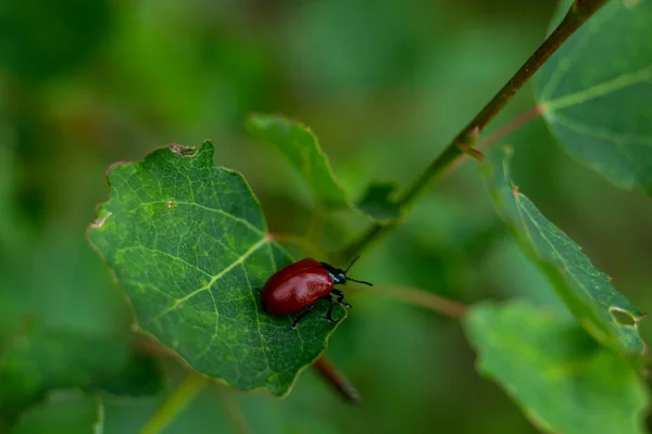 Pequeño Escarabajo Rojo Sobre Una Hoja Verde — Foto de Stock