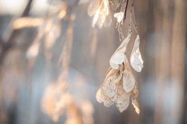 Ağaç tohumları, kış parkı, kış güneşinde ağaç tohumları.