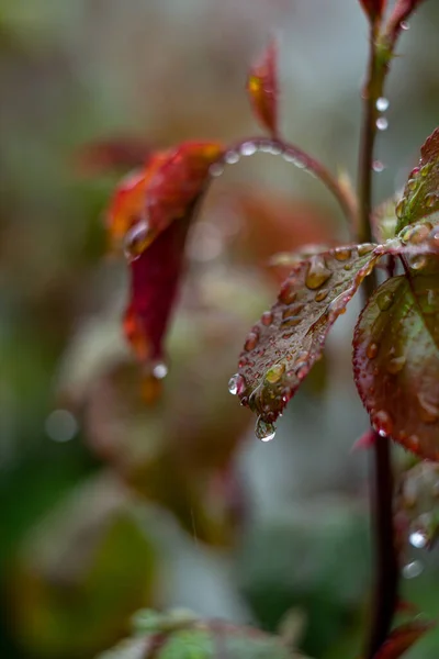 Raindrops Garden Rose Leaves — Stockfoto