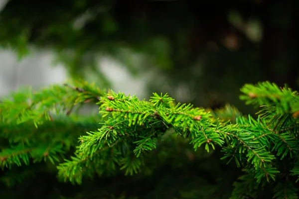 Gałęzie Świerku Parkowego Zielony Świerk Jesienny Park — Zdjęcie stockowe