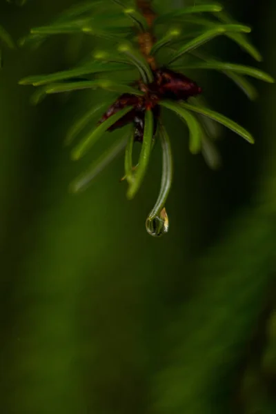 Macro Raindrop Spruce Branch — Stockfoto