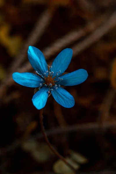 Tavaszi Virág Harmatcseppekkel Napon Kék Rózsák Erdei Virágok Tavaszi Erdő — Stock Fotó